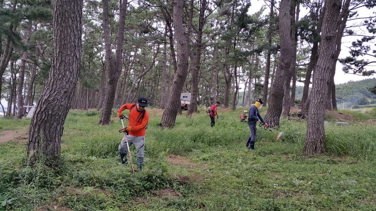 해제면 자율방범대 대원들이 송계마을 솔바람 숲길에서 풀베기하고 있는 모습니다.