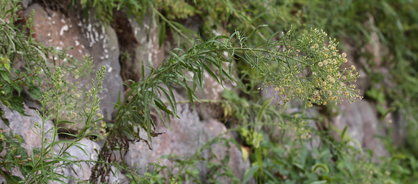 남아메리카 원산의 귀화식물이며 길가, 황무지에서 자라는 한해살이 또는 두해살이풀이다. 줄기는 곧게 서며 높이 10~100cm, 전체에 회백색 털이 많다. 뿌리잎은 선상 피침형.