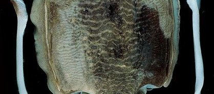 갑오징어과의 대표종으로  몸속에 석회질로 된 뼈를 지니고 있어 갑오징어라고 부르며 해저에서 주로 생활하는 저서성의 특징을 가지고 있다. 다른 오징어에 비해 몸통이 둥글고 다리가 매우 짧은 것이 특징이며 암컷과 달리 수컷은 몸통에 확실한 가로 줄무늬가 있어 낚아 올린 즉시 확인하면 암수 구별이 분명해진다.