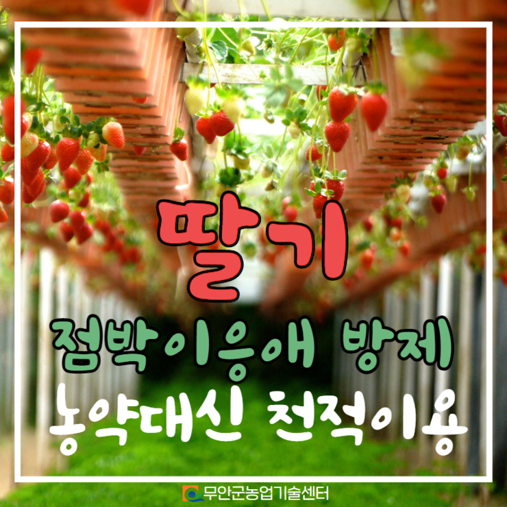 딸기 점박이응애 방제 농약 대신 천적 이용