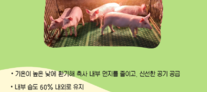 돼지 건강 지키는 포인트