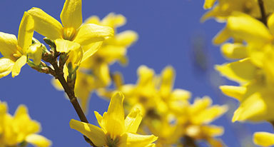 노란 진달래꽃