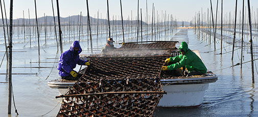 바다위 김 양식장에서 김을 수확하고 있는 어부들 모습