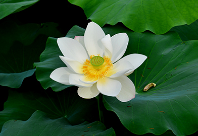 Withe Lotus Habitat