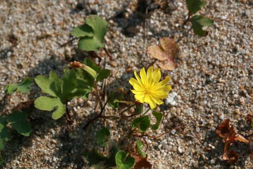 바닷가 모래땅에 자라는 여러해살이풀이다. 국내 씀바귀속 식물들에 비해서  잎은 손바닥 모양으로 갈라지므로 구분된다.  꽃은 4~10월에 피며, 잎겨드랑이에서 나온 길이 3~15cm인 꽃줄기 끝에 노란색, 지름 3cm쯤인 머리모양꽃이 2~5개 달린다.