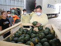 양파, 단호박 460톤 대만 · 홍콩 첫 수출