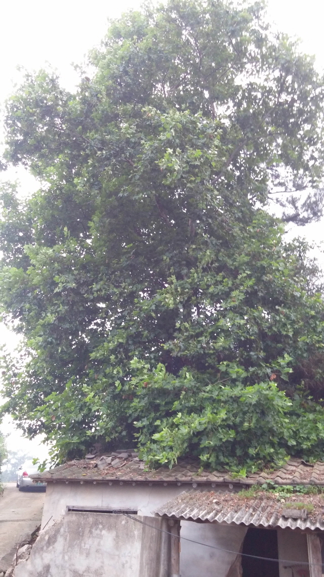 슬레이트 지붕 위 거대한 나무
